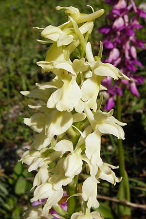 Orchis mascula \ Manns-Knabenkraut, Stattliches Knabenkraut / Early Purple Orchid (Farbvariante / Color-Variant), D  Bad Ditzenbach 4.5.2014 