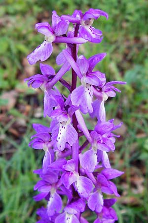 Orchis mascula \ Manns-Knabenkraut, Stattliches Knabenkraut, D  Bad Ditzenbach 4.5.2014 