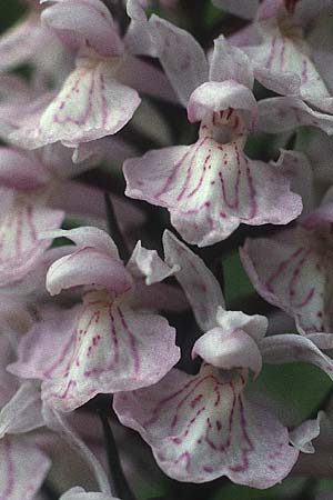 Dactylorhiza fuchsii / Common Spotted Orchid, D  Northern Black-Forest 13.6.1981 