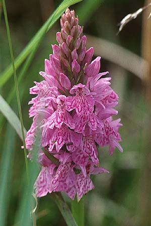 Dactylorhiza maculata / Spotted Orchid, D  Vorpommern Zingst 11.6.1998 