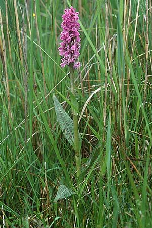 Dactylorhiza majalis / Broad-Leaved Marsh Orchid, D  Vorpommern Zingst 3.6.1999 
