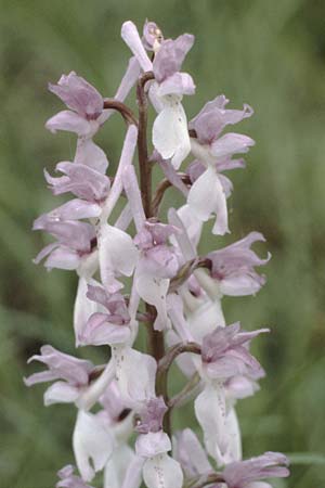 Orchis mascula / Early Purple Orchid, D  Saarland Gersheim 16.5.1986 