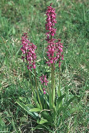 Orchis mascula \ Manns-Knabenkraut, Stattliches Knabenkraut / Early Purple Orchid, D  Gruibingen 10.5.2005 