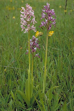 Orchis militaris \ Helm-Knabenkraut / Military Orchid, D  Pforzheim 30.5.1987 