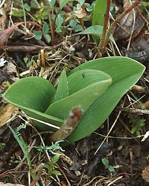 Orchis militaris \ Helm-Knabenkraut (Rosette), D  Mosbach 14.4.2006 