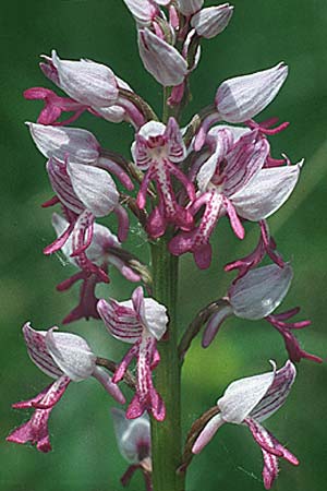 Orchis militaris \ Helm-Knabenkraut / Military Orchid, D  Weinheim an der Bergstraße 29.4.1994 