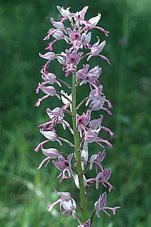 Orchis militaris \ Helm-Knabenkraut / Military Orchid, D  Laudenbach an der Bergstraße 23.5.1997 