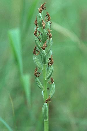 Orchis militaris \ Helm-Knabenkraut / Military Orchid (fruchtend / seed stem), D  Altrip 15.6.2005 