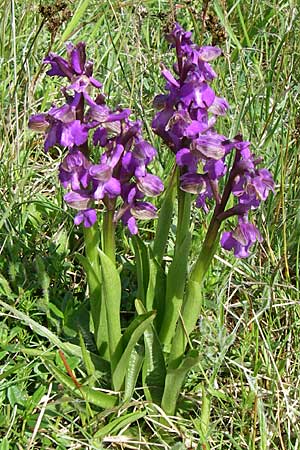 Anacamptis morio \ Salep-Knabenkraut, Kleines Knabenkraut / Green-Winged Orchid, D  Rheinhessen, Frei-Laubersheim 26.4.2008 