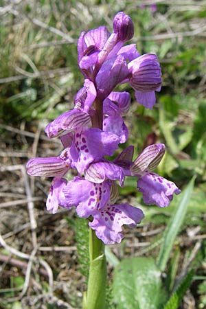 Anacamptis morio \ Salep-Knabenkraut, Kleines Knabenkraut / Green-Winged Orchid, D  Rheinhessen, Wonsheim 26.4.2008 