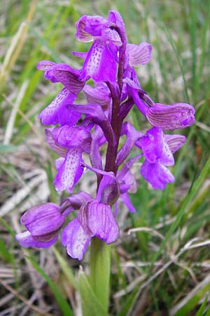 Anacamptis morio \ Salep-Knabenkraut, Kleines Knabenkraut / Green-Winged Orchid, D  Eching 3.5.2014 