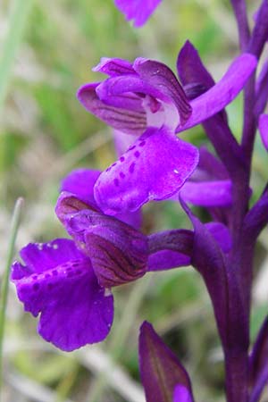 Anacamptis morio \ Salep-Knabenkraut, Kleines Knabenkraut / Green-Winged Orchid, D  Eching 3.5.2014 