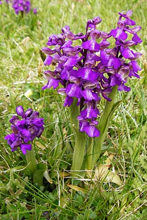 Anacamptis morio \ Salep-Knabenkraut, Kleines Knabenkraut / Green-Winged Orchid, D  Herborn 25.4.2015 