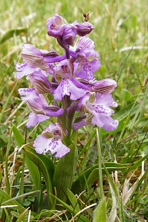 Anacamptis morio \ Salep-Knabenkraut, Kleines Knabenkraut / Green-Winged Orchid, D  Herborn 25.4.2015 