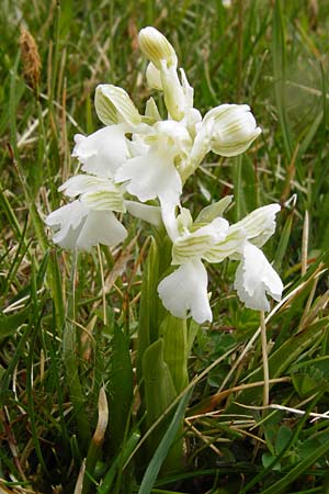 Anacamptis morio \ Salep-Knabenkraut, Kleines Knabenkraut / Green-Winged Orchid (Farbvariante / Color-Variant), D  Herborn 25.4.2015 