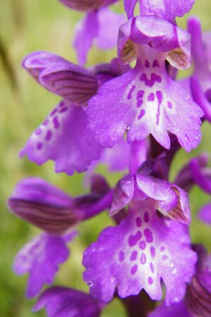 Anacamptis morio \ Salep-Knabenkraut, Kleines Knabenkraut / Green-Winged Orchid, D  Herborn 25.4.2015 