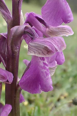 Anacamptis morio \ Salep-Knabenkraut, Kleines Knabenkraut / Green-Winged Orchid, D  Herborn 25.4.2019 