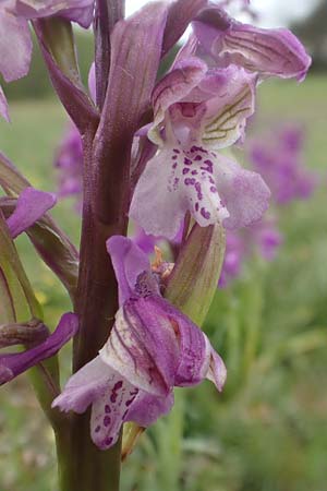 Anacamptis morio \ Salep-Knabenkraut, Kleines Knabenkraut / Green-Winged Orchid, D  Herborn 25.4.2019 