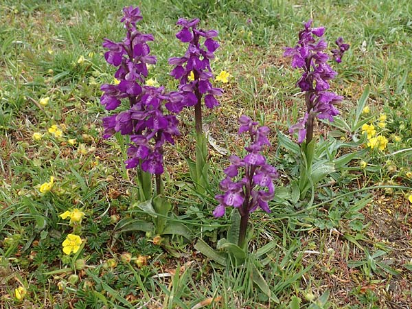 Anacamptis morio \ Salep-Knabenkraut, Kleines Knabenkraut / Green-Winged Orchid, D  Herborn 25.4.2019 