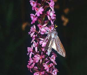 Gymnadenia conopsea s.l. \ Mücken-Händelwurz (mit Schattenmönch Cucullia umbratica), D  Pforzheim 6.7.1995 