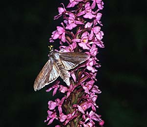 Gymnadenia conopsea s.l. \ Mücken-Händelwurz / Common Fragrant Orchid (mit/with Schattenmönch Cucullia umbratica), D  Pforzheim 6.7.1995 