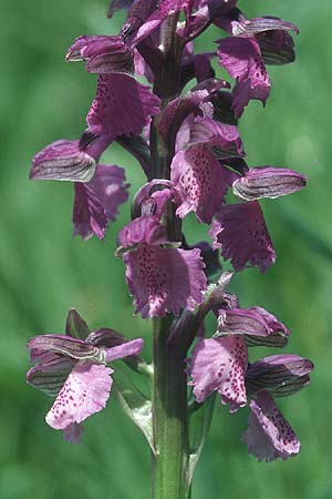 Anacamptis morio \ Salep-Knabenkraut, Kleines Knabenkraut / Green-Winged Orchid, D  Donzdorf-Winzingen 10.5.2005 