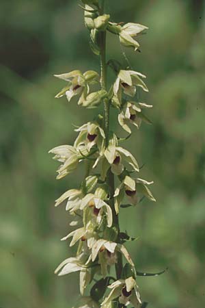 Epipactis muelleri \ Müllers Ständelwurz, D  Deggingen 29.7.2004 