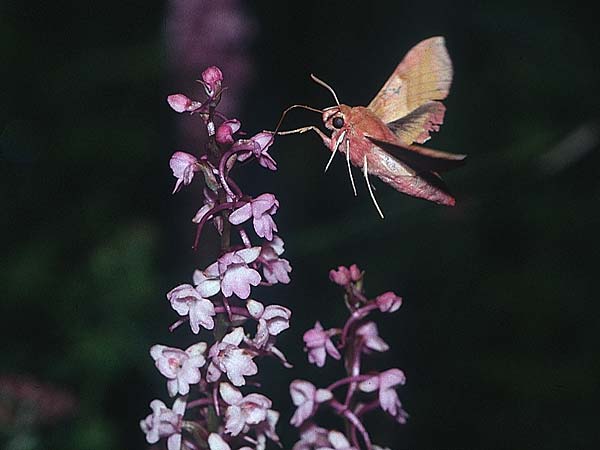 Gymnadenia conopsea s.l. \ Mücken-Händelwurz / Common Fragrant Orchid (mit/with Kleinem Weinschwärmer Deilephila porcellus), D  Allgäu 6.7.1996 