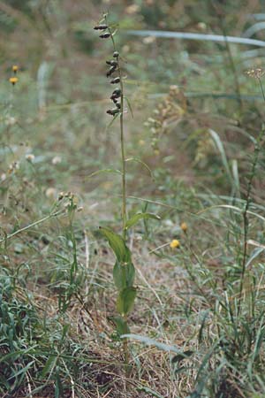 Epipactis neerlandica \ Holländische Ständelwurz / Dutch Helleborine, D  Insel/island Usedom, Karlshagen 26.8.1995 