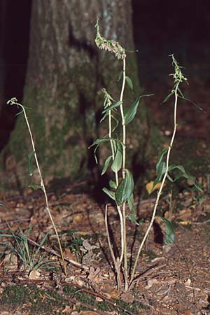Epipactis neglecta subsp. neglecta / Neglected Helleborine, D  Pforzheim 15.7.2002 