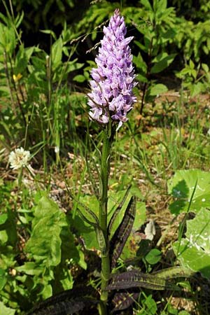 Dactylorhiza fuchsii / Common Spotted Orchid (blossoms non-resupinated), D  Willingen im Sauerland 20.6.2017 (Photo: Bernd Mhring)