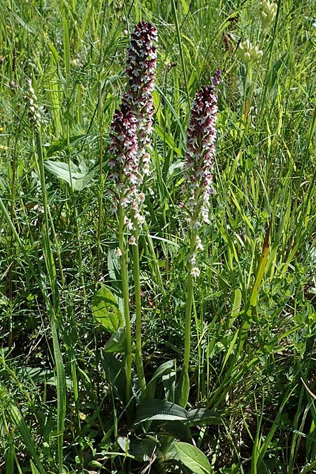 Neotinea ustulata \ Brand-Knabenkraut / Burnt Orchid, D  Oberlaudenbach 31.5.2021 