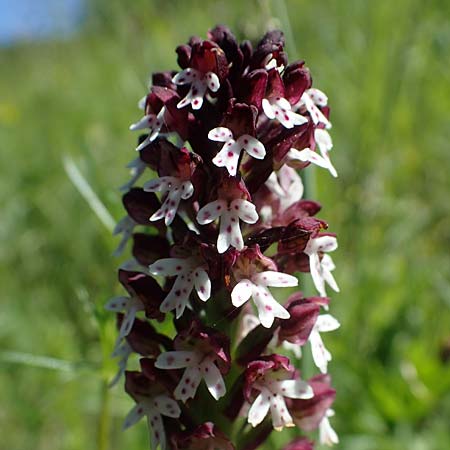 Neotinea ustulata \ Brand-Knabenkraut / Burnt Orchid, D  Oberlaudenbach 31.5.2021 