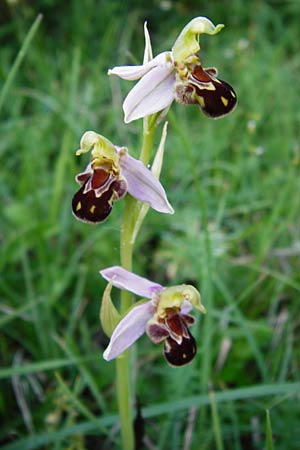 Ophrys apifera \ Bienen-Ragwurz / Bee Orchid, D  Hesselberg 19.6.2014 