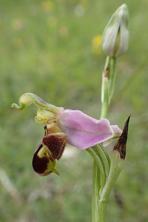 Ophrys apifera \ Bienen-Ragwurz / Bee Orchid, D  Saarland Altheim 20.6.1998 