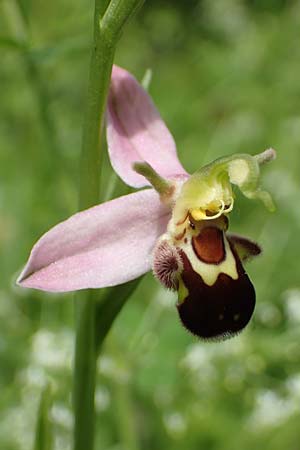 Ophrys apifera var. aurita \ Bienen-Ragwurz / Bee Orchid, D  Eggenstein-Leopoldshafen 12.6.2021 