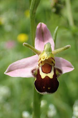 Ophrys apifera var. aurita \ Bienen-Ragwurz / Bee Orchid, D  Eggenstein-Leopoldshafen 12.6.2021 