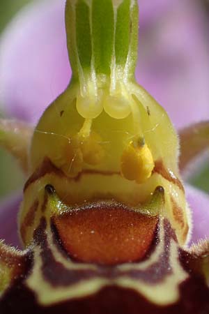 Ophrys apifera \ Bienen-Ragwurz / Bee Orchid, D  Tiefenbronn-Mühlhausen 12.6.2021 