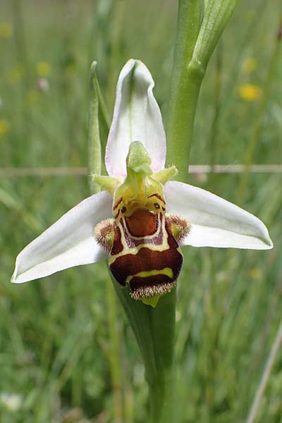 Ophrys apifera \ Bienen-Ragwurz, D  Tiefenbronn-Mühlhausen 12.6.2021 