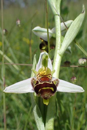 Ophrys apifera \ Bienen-Ragwurz / Bee Orchid, D  Tiefenbronn-Mühlhausen 12.6.2021 