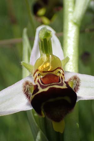 Ophrys apifera \ Bienen-Ragwurz, D  Tiefenbronn-Mühlhausen 12.6.2021 