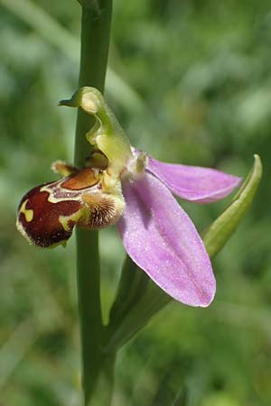 Ophrys apifera \ Bienen-Ragwurz / Bee Orchid, D  Neuleiningen 13.6.2021 