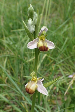 Ophrys apifera var. bicolor \ Zweifarbige Bienen-Ragwurz / Two-Colored Bee Orchid, D  Pforzheim 12.6.2021 