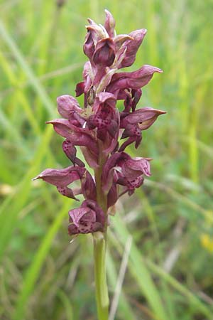 Anacamptis coriophora \ Wanzen-Knabenkraut / Bug Orchid, D  Neuburg an der Donau 7.6.2012 