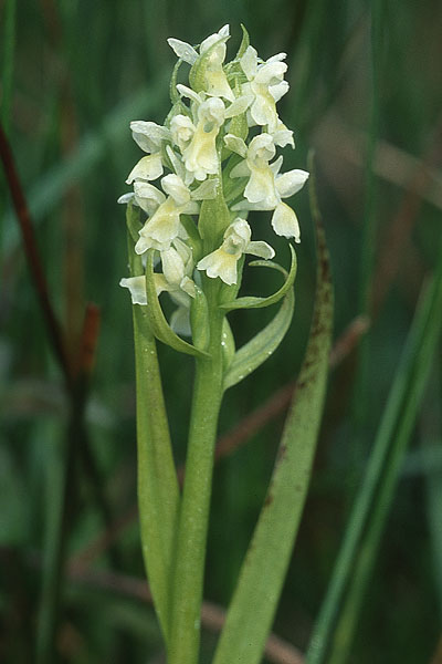 Dactylorhiza ochroleuca / Fen Marsh Orchid, D  Bodensee - Region 11.6.2005 