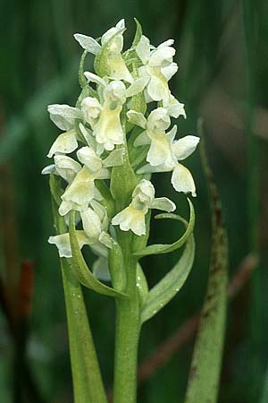 Dactylorhiza ochroleuca / Fen Marsh Orchid, D  Bodensee - Region 11.6.2005 