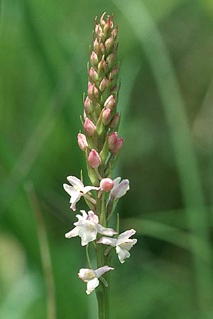 Gymnadenia odoratissima \ Wohlriechende Händelwurz / Short-spurred Fragrant Orchid (Farbvariante / Color-Variant), D  Bad Ditzenbach 30.6.2004 