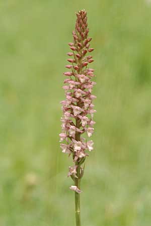 Gymnadenia odoratissima \ Wohlriechende Händelwurz / Short-spurred Fragrant Orchid, D  Bad Ditzenbach 30.6.2004 