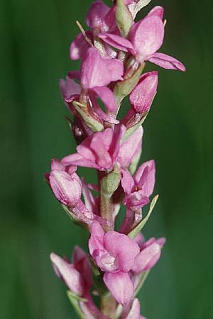 Gymnadenia odoratissima deformation \ Wohlriechende Händelwurz / Short-spurred Fragrant Orchid (Pelorie / peloria), D  Allgäu 10.7.2004 