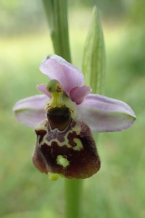 Ophrys elatior \ Hochwüchsige Ragwurz, D  Istein 25.6.2018 